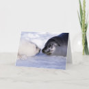 Search for baby seals cards Seal pup