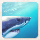 Search for great white coasters Shark