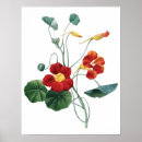 Search for nasturtium art Botanical