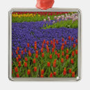 Search for grapes grape christmas tree decorations Red