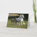 Search for gypsy vanner horse cards Mare