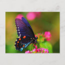 Search for spicebush Swallowtail