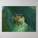 Search for jumping spider posters Bug