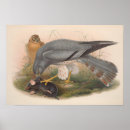 Search for harrier posters Wildlife