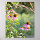 Search for coneflowers posters Purple coneflower