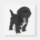 Search for shihtzu magnets Puppy