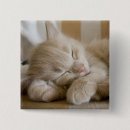 Search for whisker badges Pet