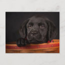 Search for black labrador retriever postcards Domestic animals