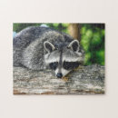 Search for raccoon puzzles Animal