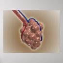 Search for blood vessels posters Magnification