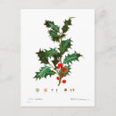 Search for spring bulbs postcards Botanical