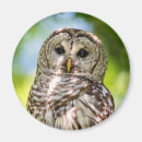Search for owl feathers magnets Beak