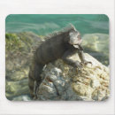 Search for green iguana mousepads Animal