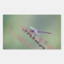 Search for roseate stickers Wildlife