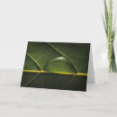 Search for droplets cards Nature