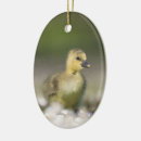 Search for chick christmas tree decorations Wildlife