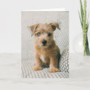 Search for norfolk cards Puppy