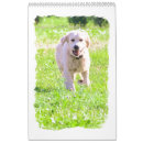 Search for golden retriever calendars Canine