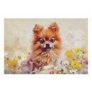 Search for pomeranian posters Adorable