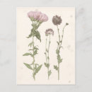 Search for pastel flowers postcards Blooms