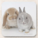 Search for dwarf coasters Animal