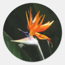 Search for orange bird stickers Floral