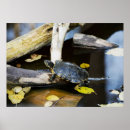 Search for cute turtle art Aquatic