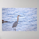 Search for great blue heron posters Birds