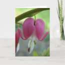 Search for bleeding cards Photography