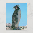Search for macaroni postcards Penguin