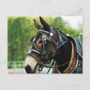 Search for mule postcards Brown