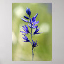 Search for spring bulbs posters Purple