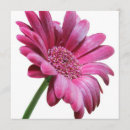 Search for pink gerbera invitations Flowers