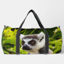 Search for lemurs bags Madagascar