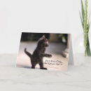 Search for new kitten cards Photography