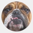 Search for english bulldog stickers Animals