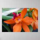 Search for orange orchid posters Nature