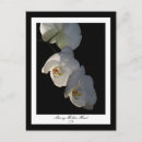 Search for orchids postcards Botanical