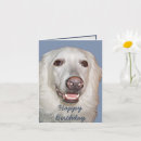 Search for great pyrenees dog postcards Fluffy