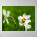 Search for spring bulbs art Narcissus