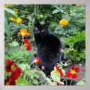 Search for cat photography posters Square