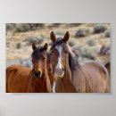Search for foals posters Horses