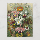 Search for vintage orchid postcards Nature