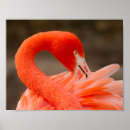 Search for american flamingo posters Nature