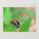 Search for edged postcards Photography