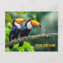 Search for toucans postcards Travel