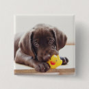 Search for toy dog badges Pet
