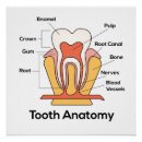 Search for anatomy chart posters Health