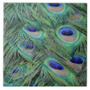 Search for blue peacock tiles Photography