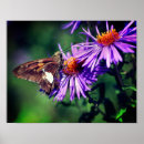 Search for wild butterfly posters Nature
